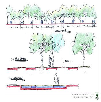 仲夏夜之梦园林景观方案扩初-绿荫广场剖,立面图